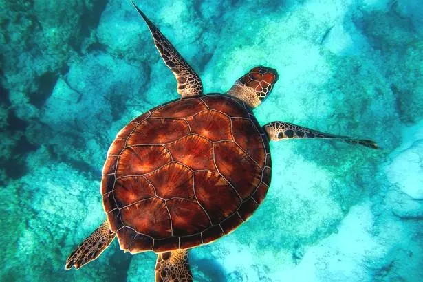 Kelonia — Centre de soins des tortues marines